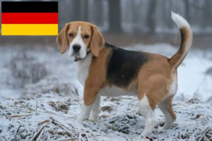 Read more about the article Criadores de Beagle e cachorros na Alemanha