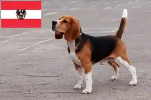 Read more about the article Criadores de Beagle e cachorros na Áustria