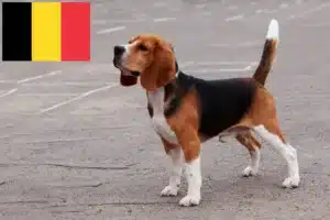 Read more about the article Criadores de Beagle e cachorros na Bélgica