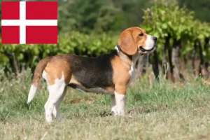 Read more about the article Criadores de Beagle e cachorros na Dinamarca