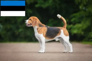 Read more about the article Criadores de Beagle e cachorros na Estónia