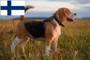 Read more about the article Criadores de Beagle e cachorros na Finlândia