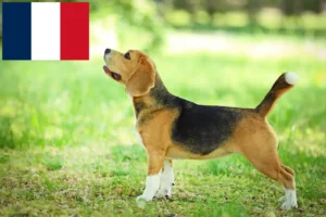 Read more about the article Criadores de Beagle e cachorros em França