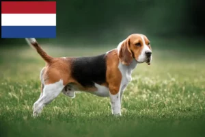 Read more about the article Criadores de Beagle e cachorros nos Países Baixos