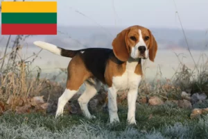 Read more about the article Criadores de Beagle e cachorros na Lituânia