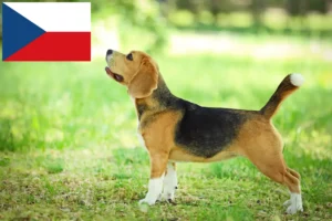 Read more about the article Criadores de Beagle e cachorros na República Checa