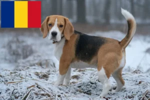 Read more about the article Criadores de Beagle e cachorros na Roménia