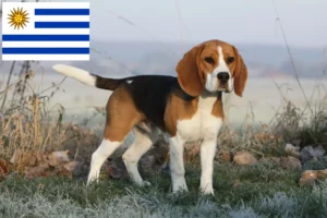 Read more about the article Criadores de Beagle e cachorros no Uruguai