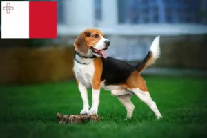 Read more about the article Criadores de Beagle e cachorros em Malta