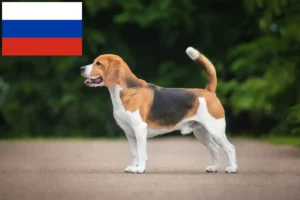 Read more about the article Criadores de Beagle e cachorros na Rússia