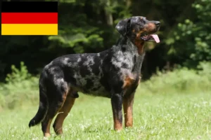 Read more about the article Criadores de Beauceron e cachorros na Alemanha