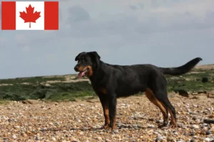 Read more about the article Criadores de Beauceron e cachorros no Canadá