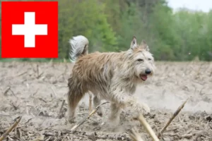 Read more about the article Berger de Picardie criadores e cachorros na Suíça