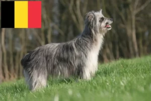 Read more about the article Berger des Pyrenees criadores e cachorros na Bélgica