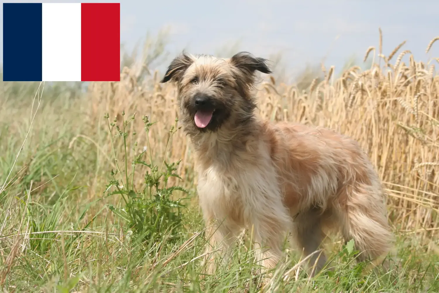 Read more about the article Berger des Pyrenees criadores e cachorros em França