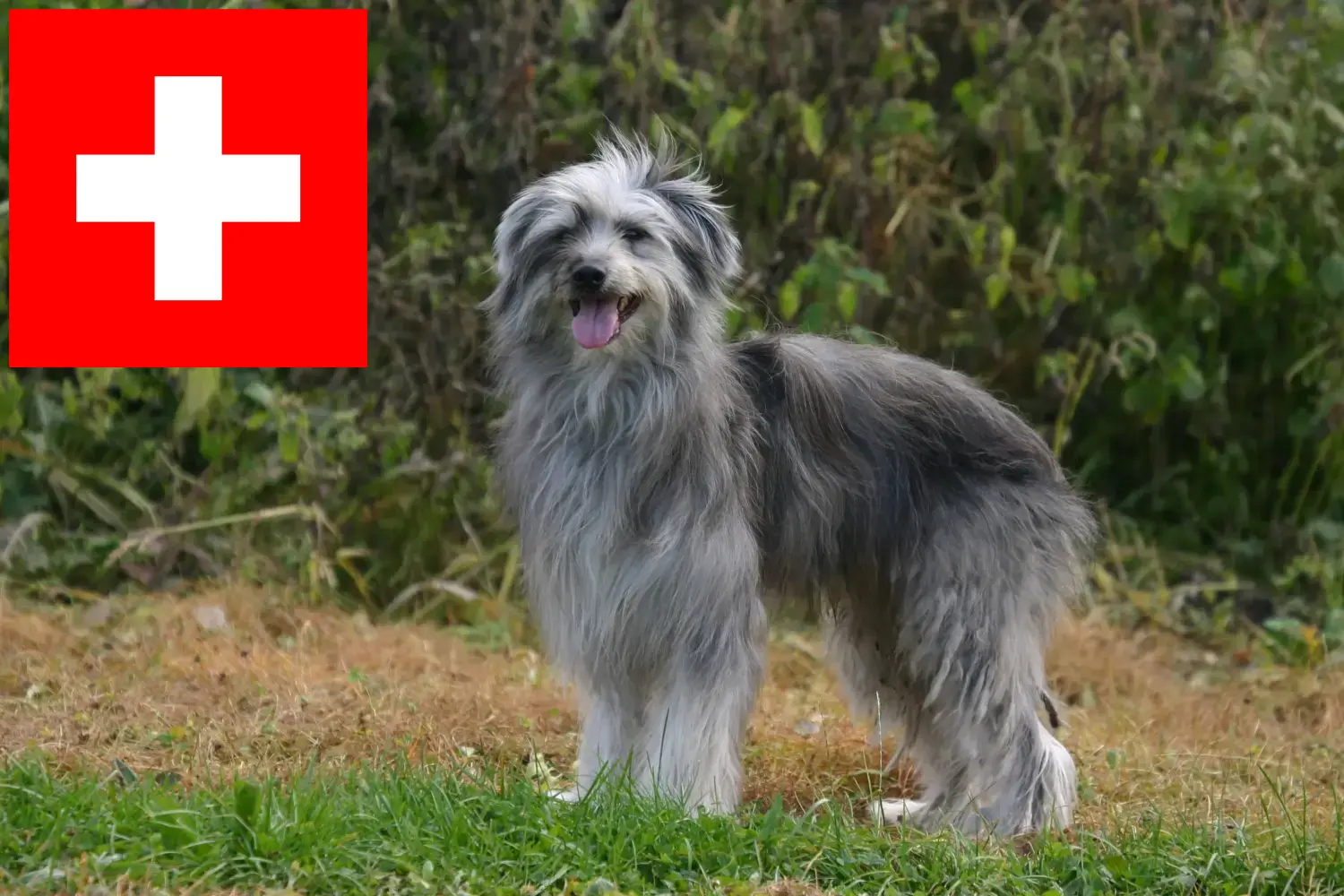 Read more about the article Berger des Pyrenees criadores e cachorros na Suíça