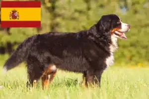 Read more about the article Criador de cães de montanha Bernese e cachorros em Espanha