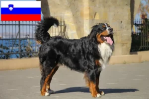 Read more about the article Criador de cães de montanha Bernese e cachorros na Eslovénia