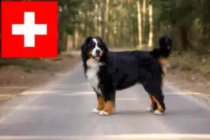 Read more about the article Criadores de cães de montanha Bernese e cachorros na Suíça