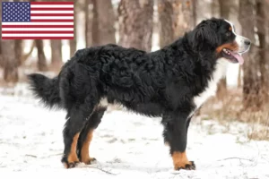 Read more about the article Criadores e cachorros de Bernese Mountain Dog nos EUA