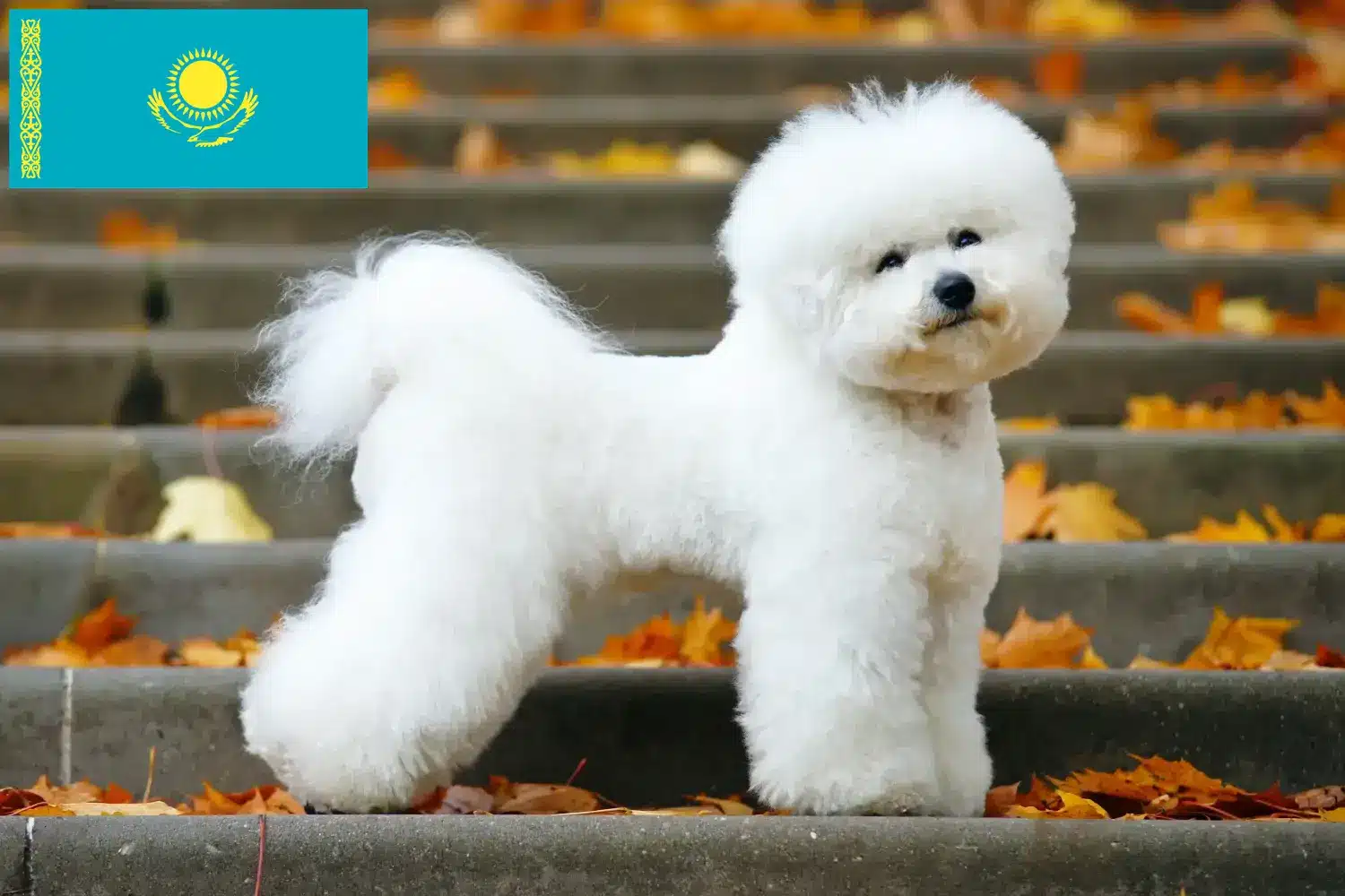 Read more about the article Criadores de Bichon Frisé e cachorros no Cazaquistão