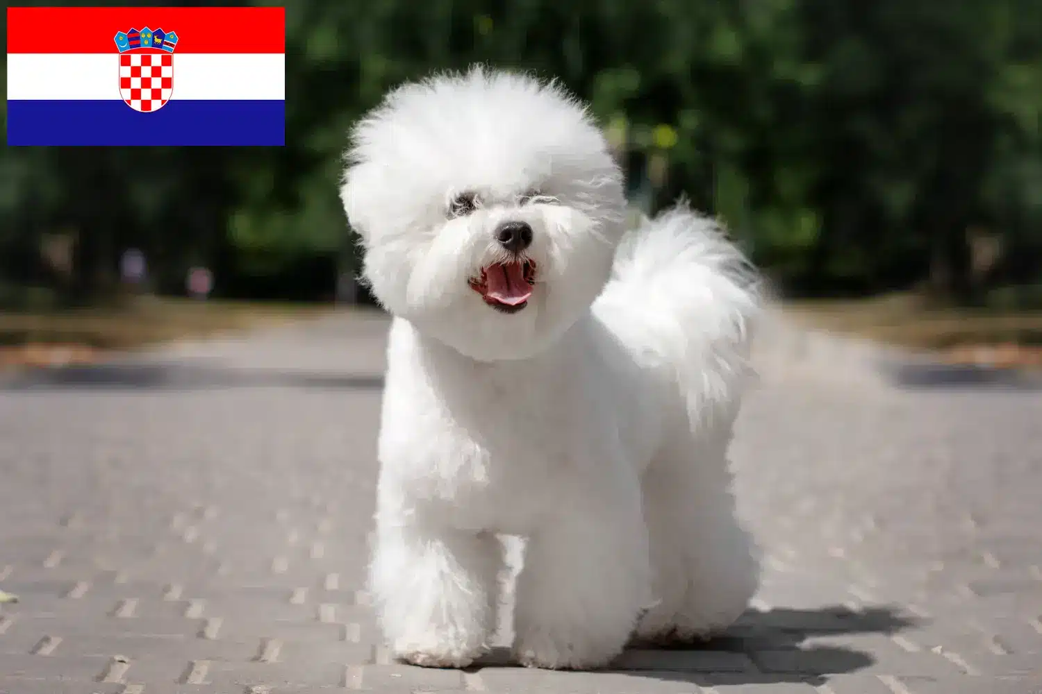 Read more about the article Criadores de Bichon Frisé e cachorros na Croácia