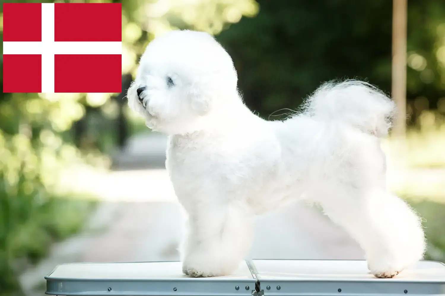 Read more about the article Criadores de Bichon Frisé e cachorros na Dinamarca