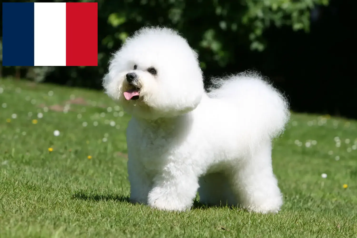 Read more about the article Criadores e cachorros de Bichon Frisé em França