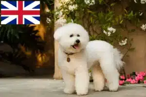 Read more about the article Criadores de Bichon Frisé e cachorros na Grã-Bretanha