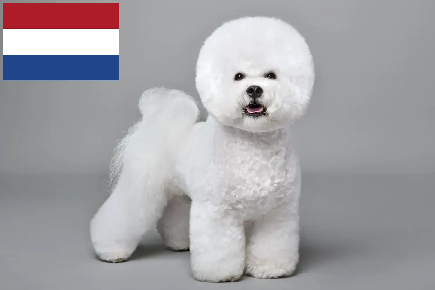 Read more about the article Criadores e cachorros de Bichon Frisé nos Países Baixos