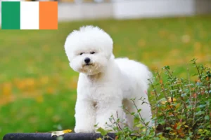 Read more about the article Criadores de Bichon Frisé e cachorros na Irlanda