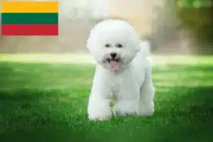 Read more about the article Criadores de Bichon Frisé e cachorros na Lituânia