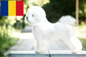 Read more about the article Criadores de Bichon Frisé e cachorros em Roménia