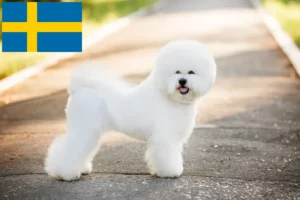 Read more about the article Criadores de Bichon Frisé e cachorros na Suécia