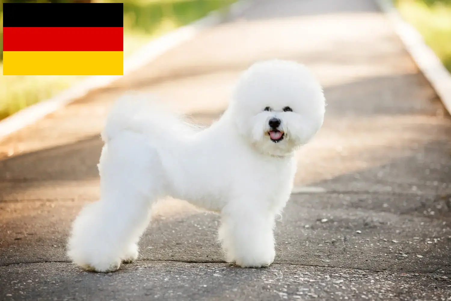 Read more about the article Criadores de Bichon Frisé e cachorros na Alemanha