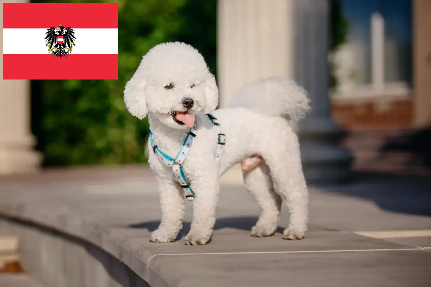 Read more about the article Criadores de Bichon Frisé e cachorros na Áustria