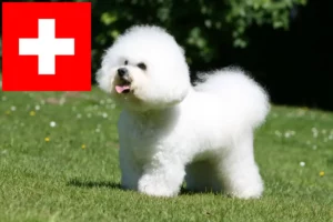 Read more about the article Criadores de Bichon Frisé e cachorros na Suíça