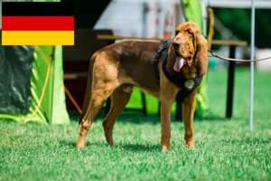 Read more about the article Criadores de Bloodhound e cachorros na Alemanha