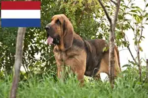 Read more about the article Criadores de Bloodhound e cachorros nos Países Baixos