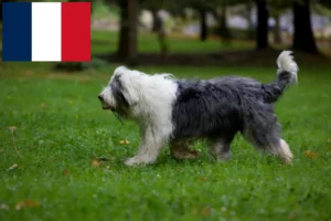 Read more about the article Criadores de Bobtail e cachorros em França