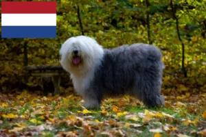 Read more about the article Criadores de Bobtail e cachorros nos Países Baixos