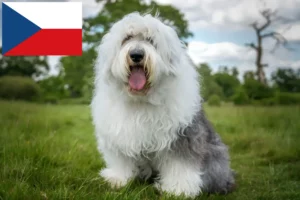 Read more about the article Criadores de Bobtail e cachorros na República Checa