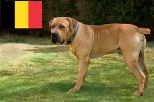 Read more about the article Criadores de Boerboel e cachorros na Bélgica