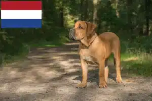 Read more about the article Criadores de Boerboel e cachorros nos Países Baixos