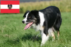 Read more about the article Criadores de Border Collie e cachorros na Áustria