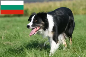 Read more about the article Criadores de Border Collie e cachorros na Bulgária