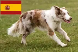 Read more about the article Criadores de Border Collie e cachorros em Espanha