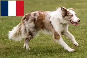 Read more about the article Criadores de Border Collie e cachorros em França