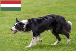 Read more about the article Criadores de Border Collie e cachorros na Hungria