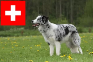 Read more about the article Criadores de Border Collie e cachorros na Suíça